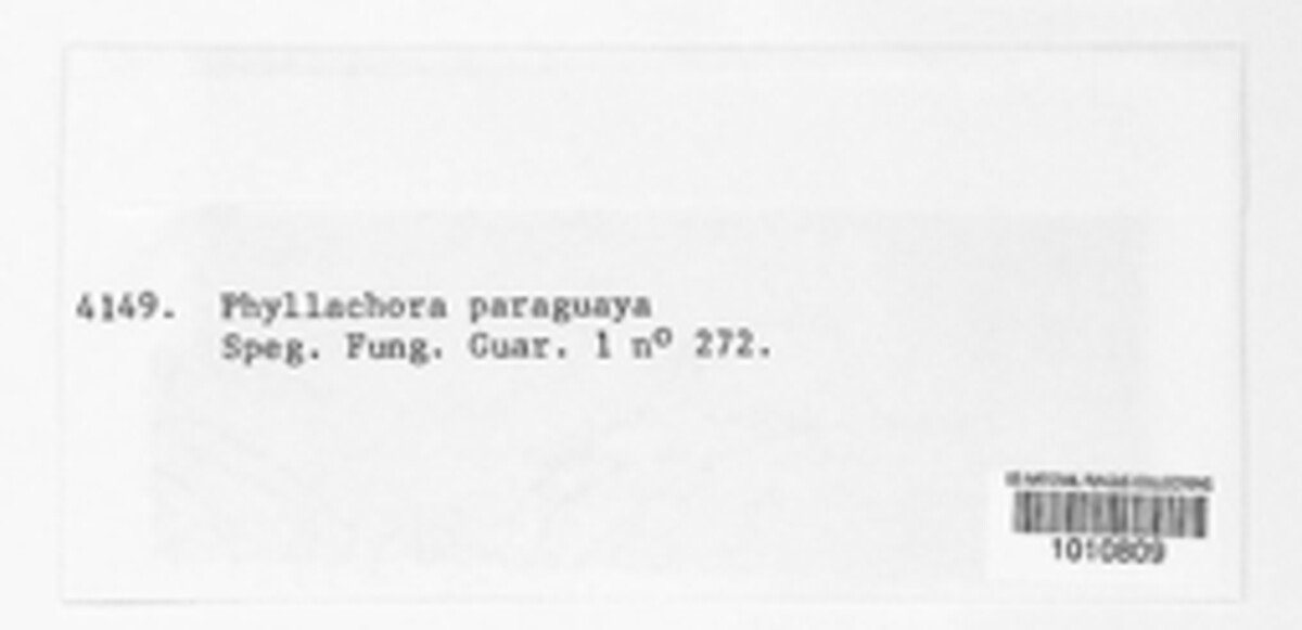 Phyllachora paraguaya image